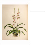 Cyrtochilum bictoniense by Maxim Gauci after Augusta Innes Withers