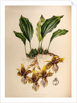 Stanhopea tigrine by Maxim Gauci after Augusta Innes Withers