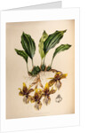 Stanhopea tigrine by Maxim Gauci after Augusta Innes Withers
