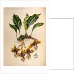 Stanhopea tigrine by Maxim Gauci after Augusta Innes Withers