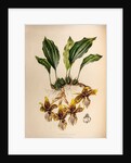 Stanhopea tigrine by Maxim Gauci after Augusta Innes Withers