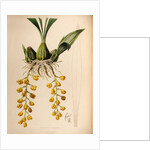 Peristeria barkeri by Maxim Gauci after Augusta Innes Withers