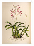 Laelia autumnalis by Maxim Gauci after Augusta Innes Withers