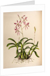 Laelia autumnalis by Maxim Gauci after Augusta Innes Withers