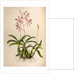 Laelia autumnalis by Maxim Gauci after Augusta Innes Withers
