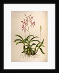 Laelia autumnalis by Maxim Gauci after Augusta Innes Withers