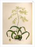 Epidendrum aromaticum by Maxim Gauci after Sarah Anne Drake