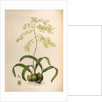 Epidendrum aromaticum by Maxim Gauci after Sarah Anne Drake