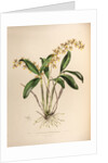 Epidendrum stamfordianum by Maxim Gauci after Augusta Innes Withers