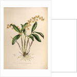 Epidendrum stamfordianum by Maxim Gauci after Augusta Innes Withers
