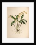 Epidendrum stamfordianum by Maxim Gauci after Augusta Innes Withers