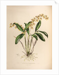 Epidendrum stamfordianum by Maxim Gauci after Augusta Innes Withers