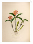 Epidendrum aurantiacum by Maxim Gauci after Augusta Innes Withers