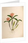Epidendrum aurantiacum by Maxim Gauci after Augusta Innes Withers