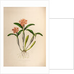 Epidendrum aurantiacum by Maxim Gauci after Augusta Innes Withers