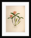 Epidendrum aurantiacum by Maxim Gauci after Augusta Innes Withers