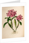Cattleya skinneri by Maxim Gauci after Augusta Innes Withers