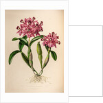 Cattleya skinneri by Maxim Gauci after Augusta Innes Withers