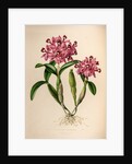 Cattleya skinneri by Maxim Gauci after Augusta Innes Withers