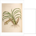 Mormodes pardine by Maxim Gauci after Augusta Innes Withers