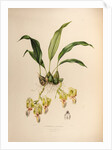 Stanhopea saccate by Maxim Gauci after Augusta Innes Withers