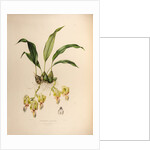 Stanhopea saccate by Maxim Gauci after Augusta Innes Withers