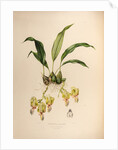 Stanhopea saccate by Maxim Gauci after Augusta Innes Withers
