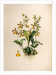 Oncidium insleayi by Maxim Gauci after Sarah Anne Drake