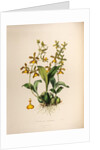 Oncidium insleayi by Maxim Gauci after Sarah Anne Drake