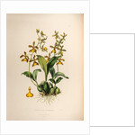 Oncidium insleayi by Maxim Gauci after Sarah Anne Drake