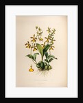 Oncidium insleayi by Maxim Gauci after Sarah Anne Drake