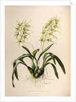 Brassia verrucosa by Maxim Gauci after Augusta Innes Withers