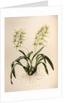 Brassia verrucosa by Maxim Gauci after Augusta Innes Withers