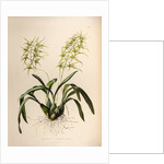 Brassia verrucosa by Maxim Gauci after Augusta Innes Withers