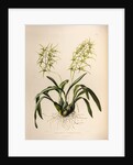 Brassia verrucosa by Maxim Gauci after Augusta Innes Withers
