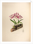 Laelia majalis by Maxim Gauci after Augusta Innes Withers