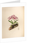 Laelia majalis by Maxim Gauci after Augusta Innes Withers