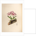 Laelia majalis by Maxim Gauci after Augusta Innes Withers