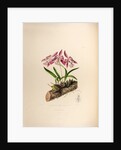 Laelia majalis by Maxim Gauci after Augusta Innes Withers