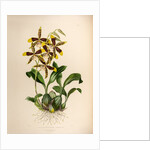 Odontoglossom grande by Maxim Gauci after Augusta Innes Withers