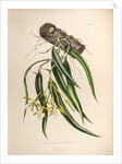 Epidendrum aloifolium by Maxim Gauci after Augusta Innes Withers