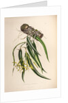 Epidendrum aloifolium by Maxim Gauci after Augusta Innes Withers