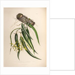 Epidendrum aloifolium by Maxim Gauci after Augusta Innes Withers