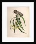 Epidendrum aloifolium by Maxim Gauci after Augusta Innes Withers