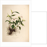 Sobralia decora by Maxim Gauci after Jane Edwards