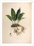 Stanhopea martiana by Maxim Gauci after Augusta Innes Withers