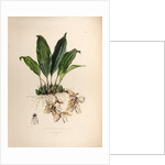 Stanhopea martiana by Maxim Gauci after Augusta Innes Withers