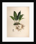 Stanhopea martiana by Maxim Gauci after Augusta Innes Withers