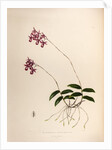 Barkeria lindleyana by Maxim Gauci after Augusta Innes Withers