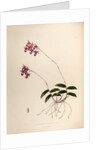 Barkeria lindleyana by Maxim Gauci after Augusta Innes Withers